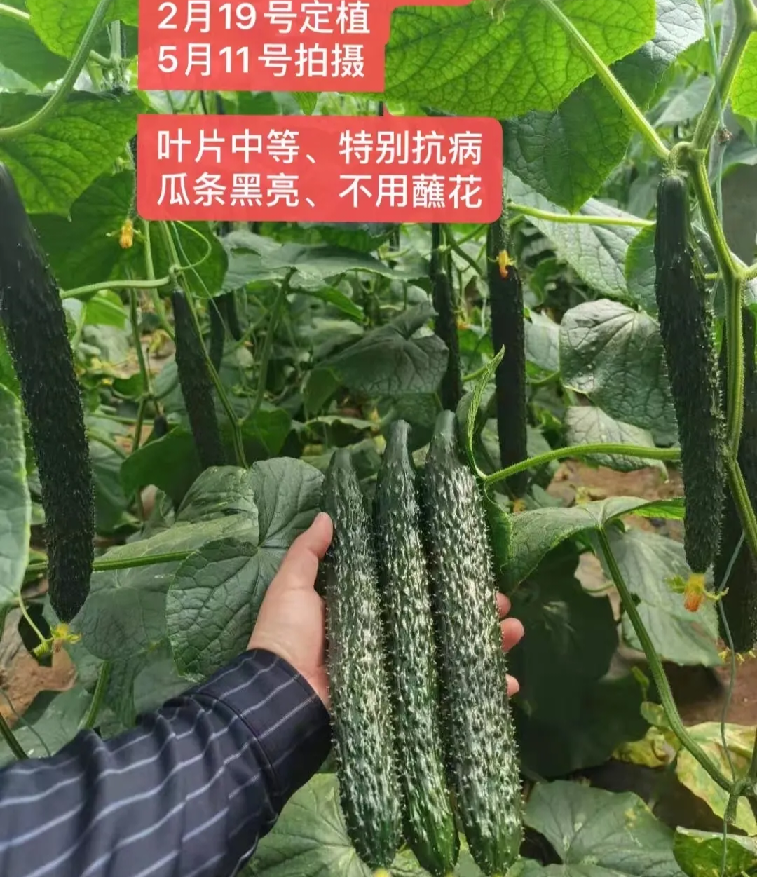 滨州黄瓜种子（系列）